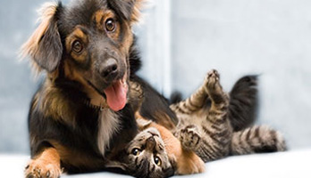 dog playing with cat